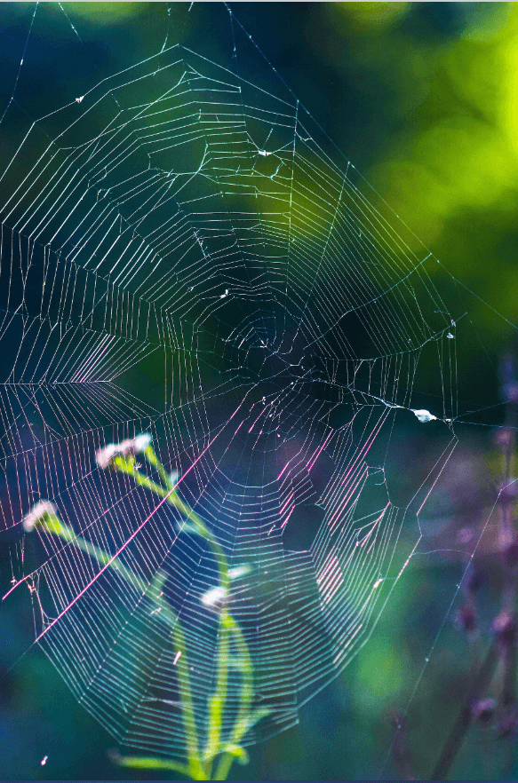 spiderweb